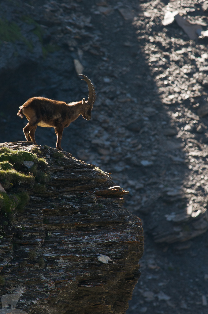 Alpine ibex (Capra ibex)