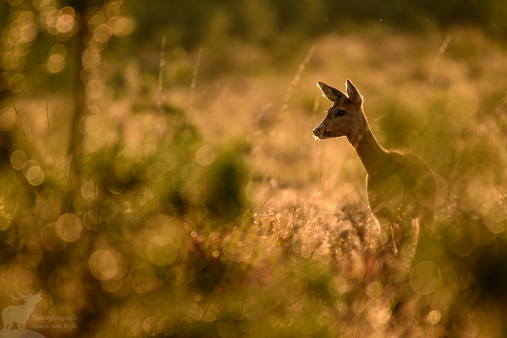 Roe Deer (Capreolus capreolus)