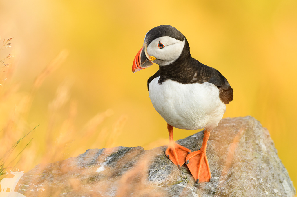 Atlantic puffin (Fratercula arctica), Runde, Norway, 2021.