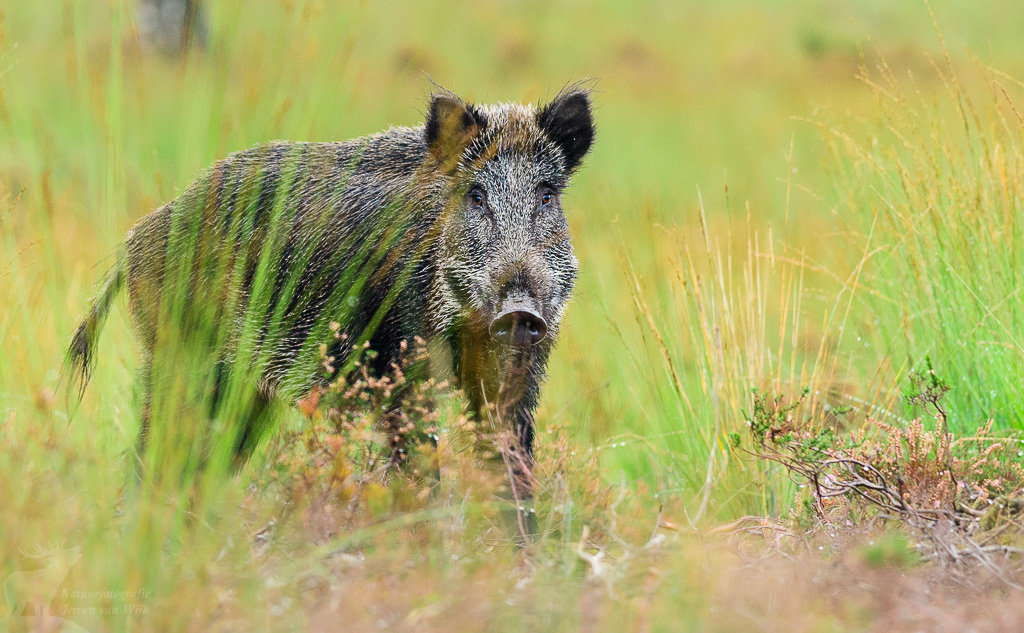 Wild boar (Sus scrofa)