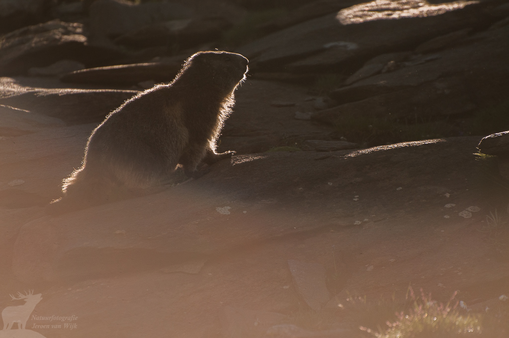 Alpine marmot (Marmota marmota)