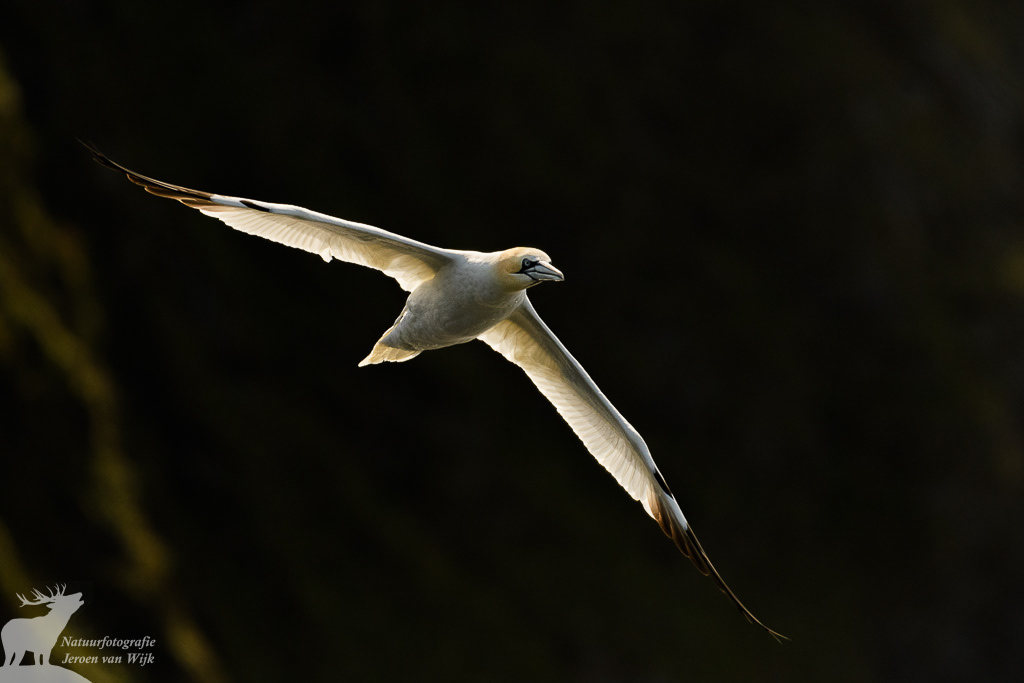 Northern gannet (Morus bassanus), Runde, Norway, 2021.