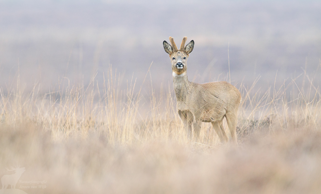 Roe Deer (Capreolus capreolus)