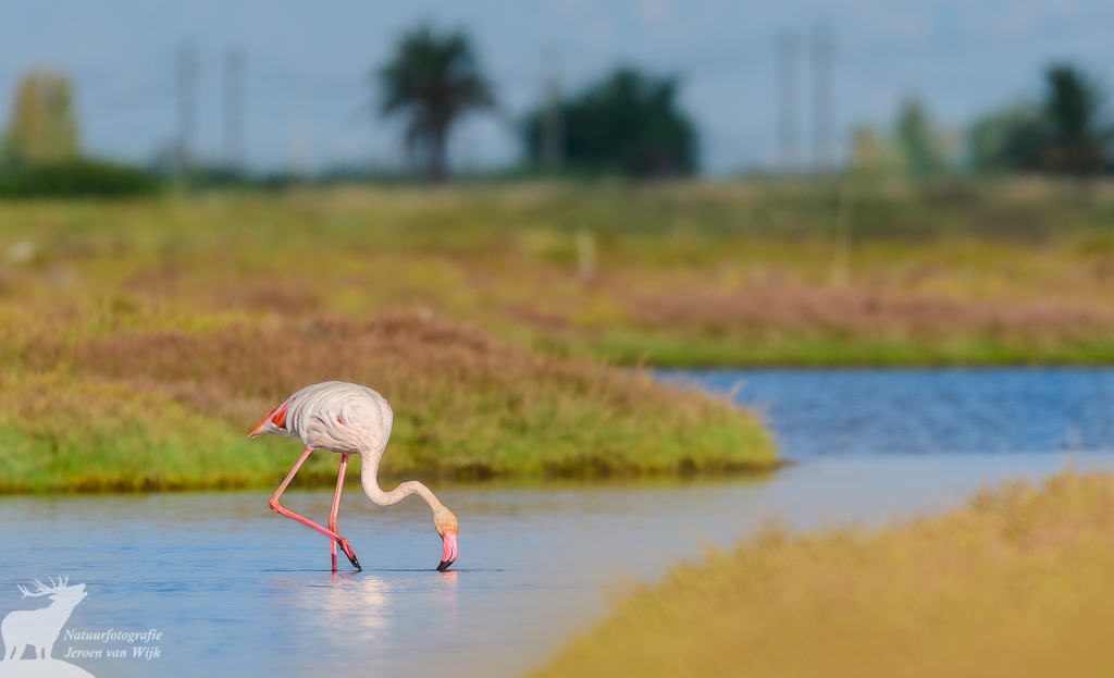 Greater flamingo (Phoenicopterus roseus), Ebro delta