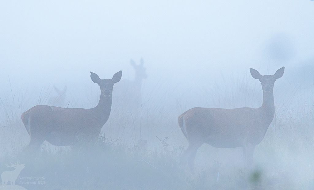 Red Deer (Cervus elaphus)
