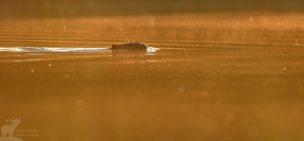 Eurasian beaver (Castor fiber)