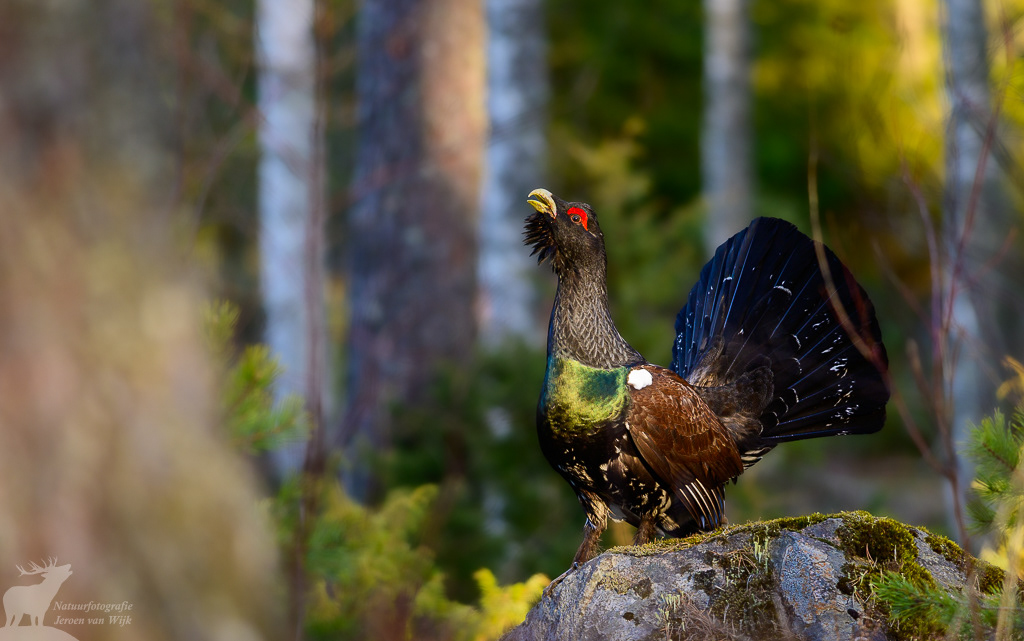 Capercaillie (Tetrao urogallus)