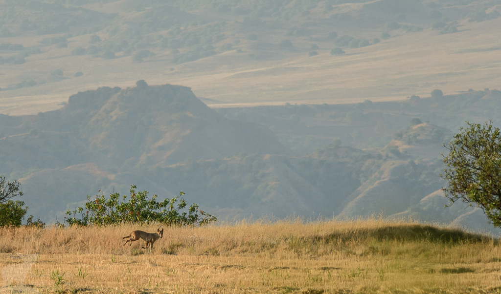 Eurasian wolf (Canis lupus), Vashlovani National Park