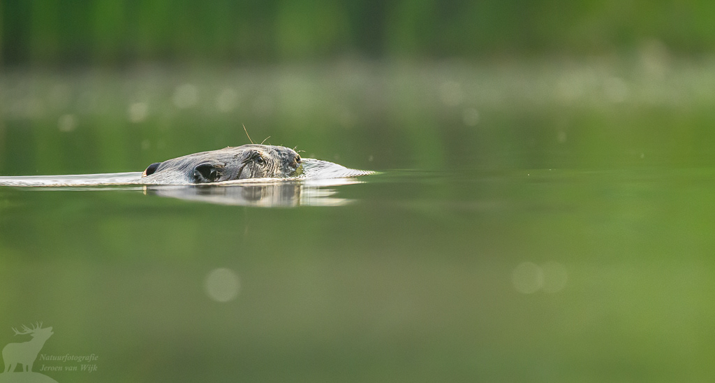 Eurasian beaver (Castor fiber)