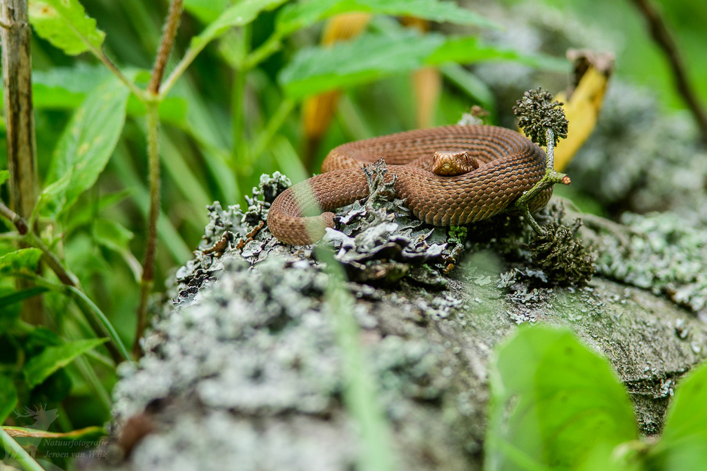 Common viper (Vipera berus), Białowieża