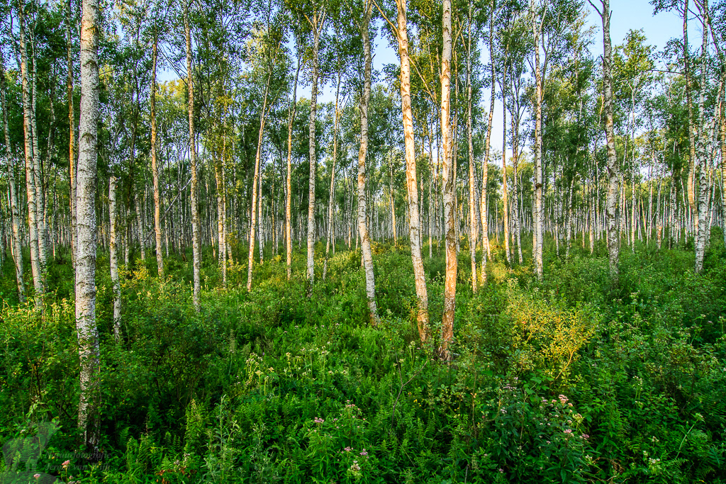 Moist birch forest, Biebrza