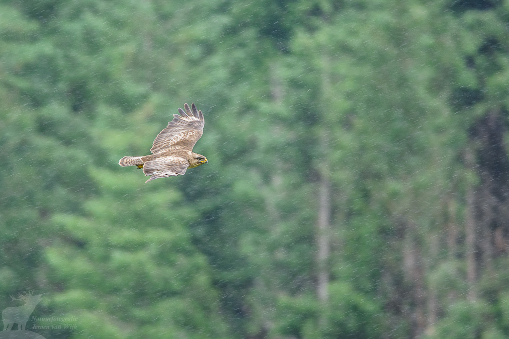 Common buzzard (Buteo buteo)