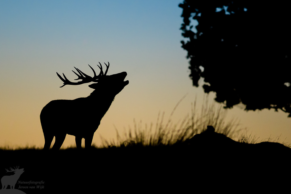 Red deer (Cervus elaphus)