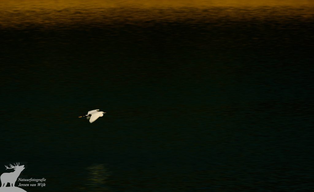 Little egret (Egretta garzetta), Castellón