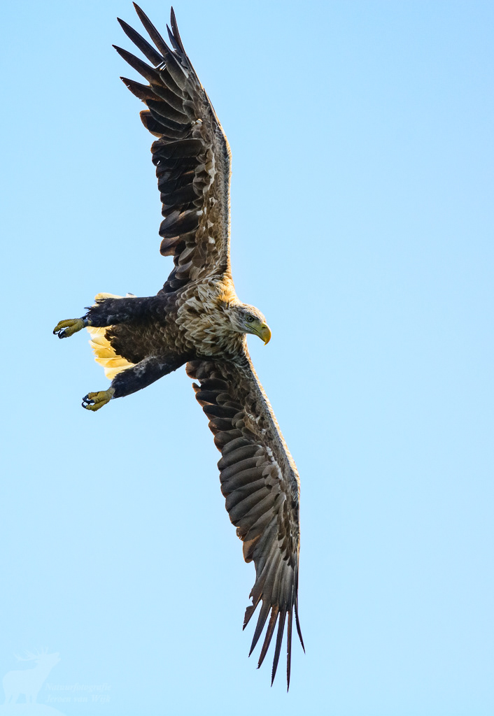 White-tailed eagle (Haliaeetus albicilla)