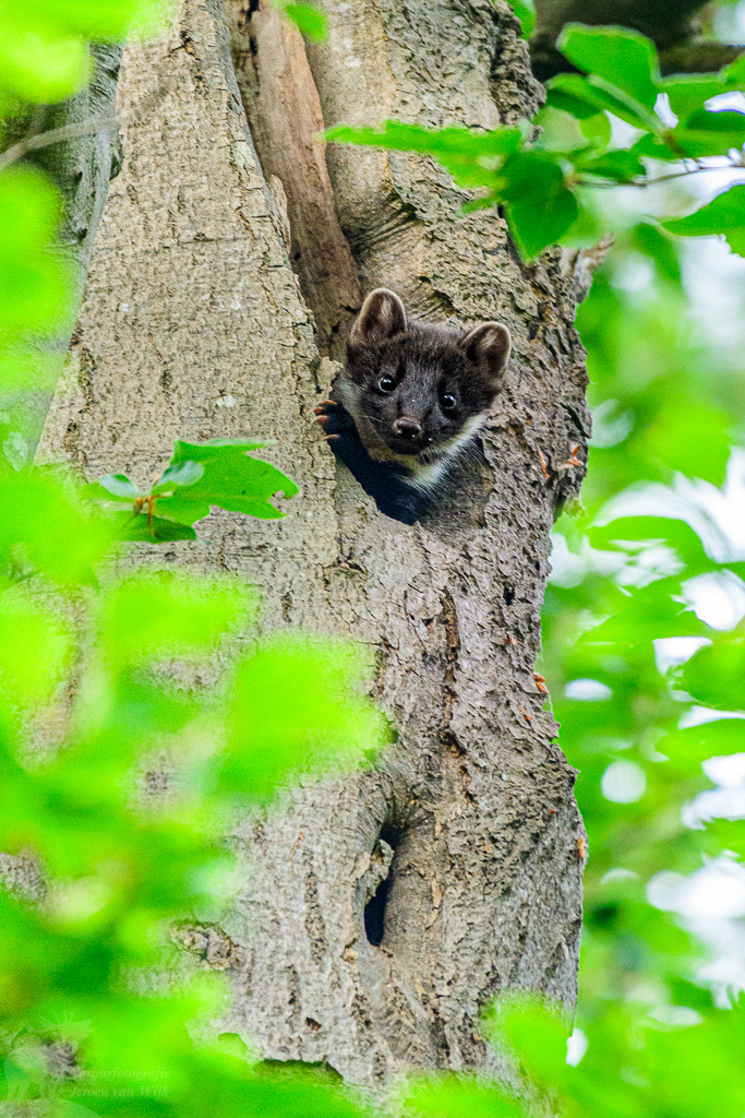 Pine marten (Martes martes)