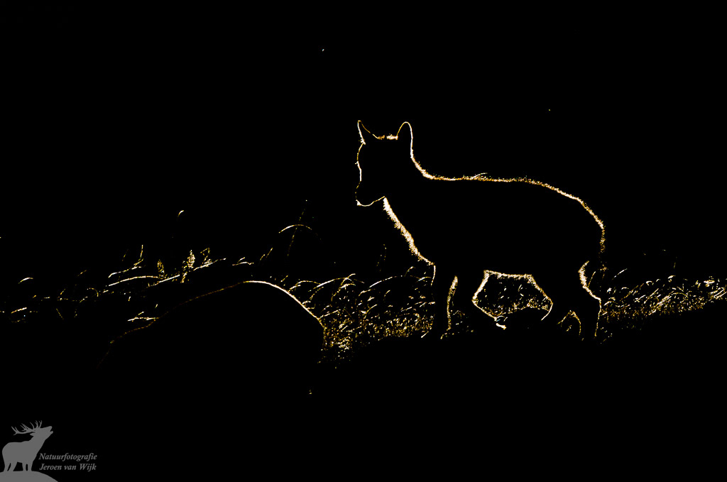 Iberian ibex (Capra pyrenaica), Sierra de Gredos