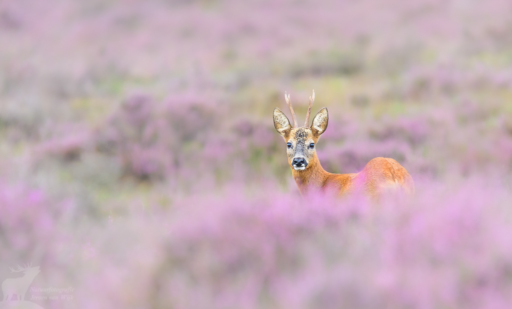 Roe Deer (Capreolus capreolus)