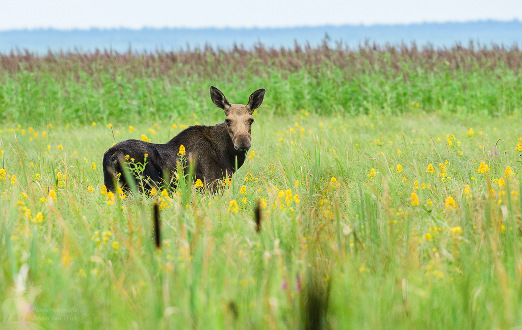 European moose (Alces alces), Biebrza