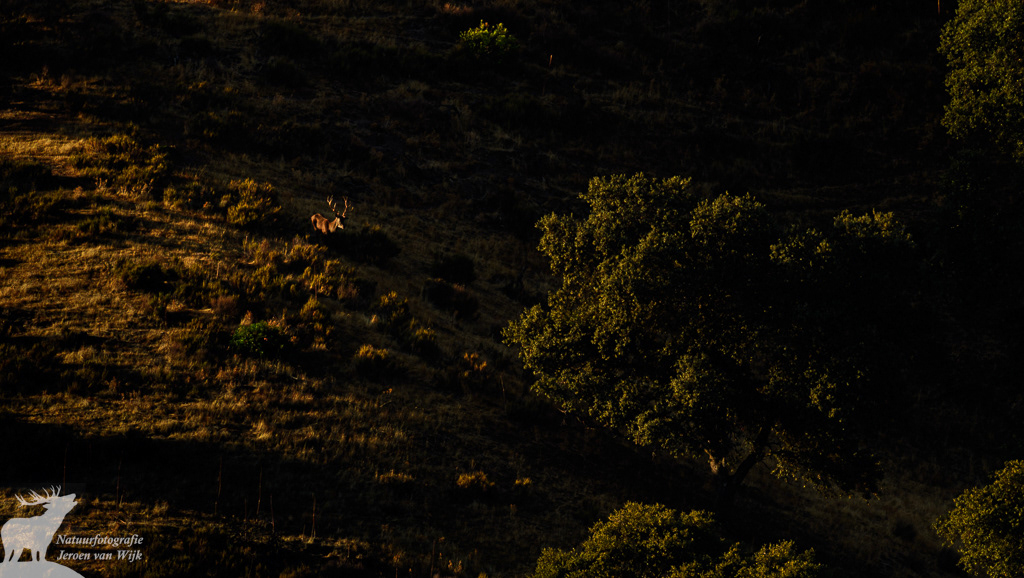 Red deer (Cervus elaphus), Sierra de Andújar