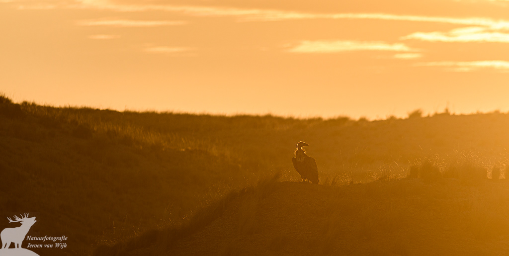 Griffon vulture (Gyps fulvus), El Planerón