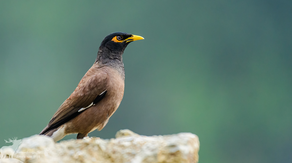 Common myna (Acridotheres tristis)