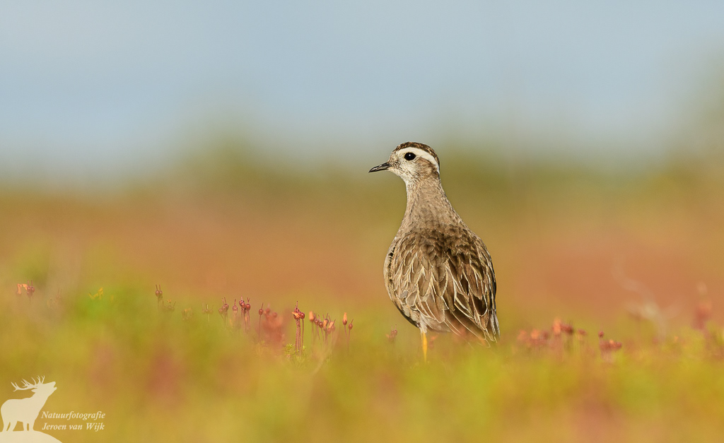 Eurasian dotterel (Charadrius morinellus), Ljungdalsfjällen, Sweden, 2021.