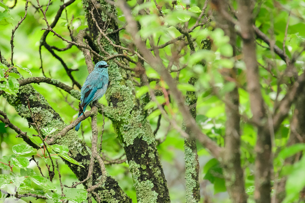 Verditer flycatcher (Eumyias thalassinus)
