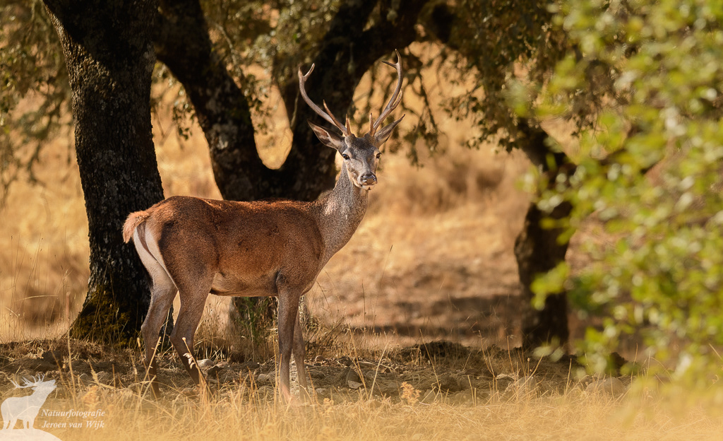 Red deer (Cervus elaphus), Sierra de Andújar