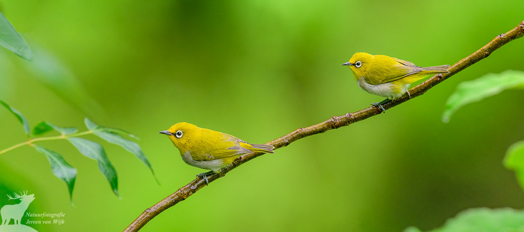 Indian white-eye (Zosterops palpebrosus)