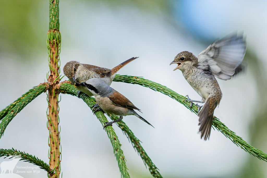 Red-backed shrikes (Lanius collurio), Sweden, 2017.