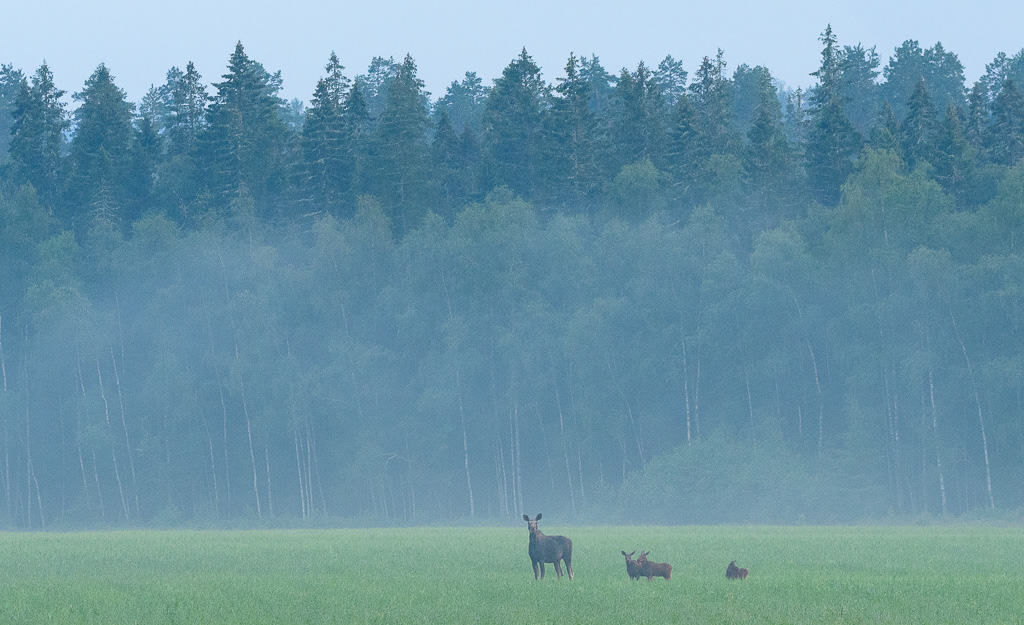 Eurasian elk / moose (Alces alces) with 3 calves, Central Sweden, 2017.