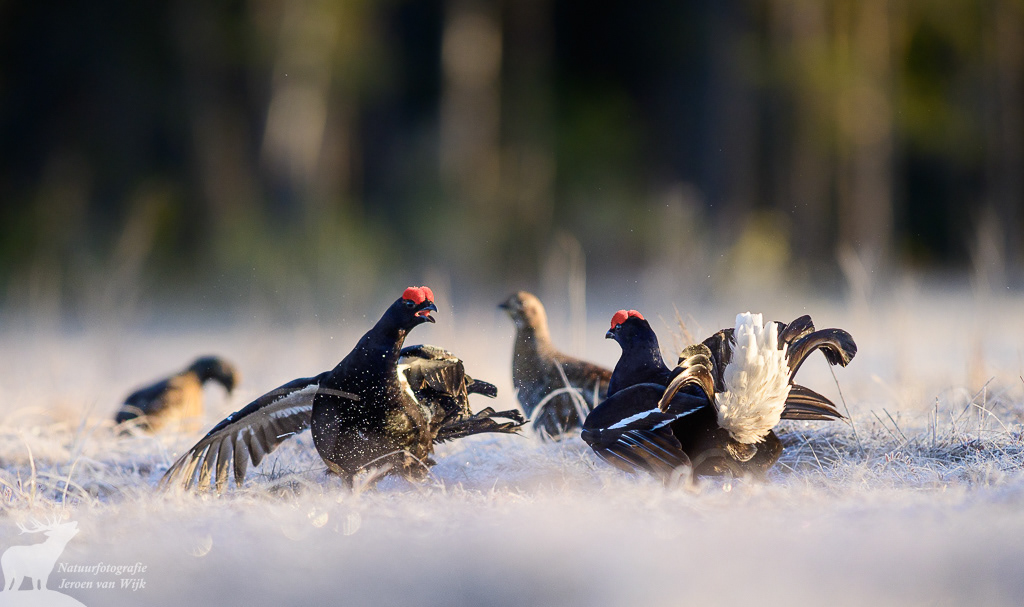 Black grouse (Lyrurus tetrix)