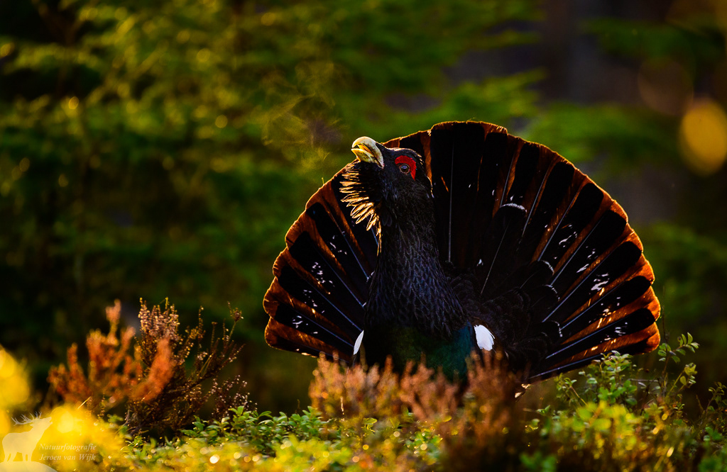 Capercaillie (Tetrao urogallus)