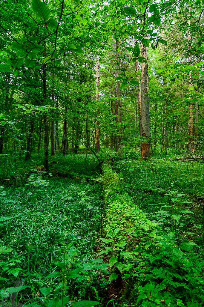 Primeval forest of Białowieża