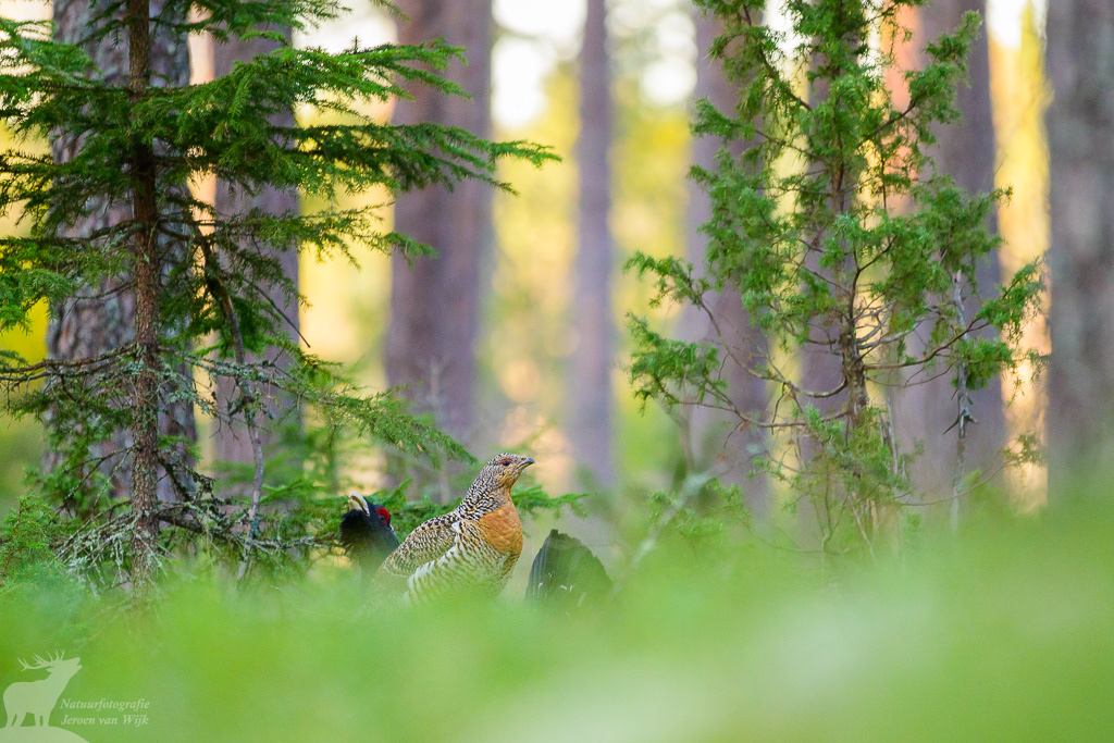 Female and male capercaillie (Tetrao urogallus)