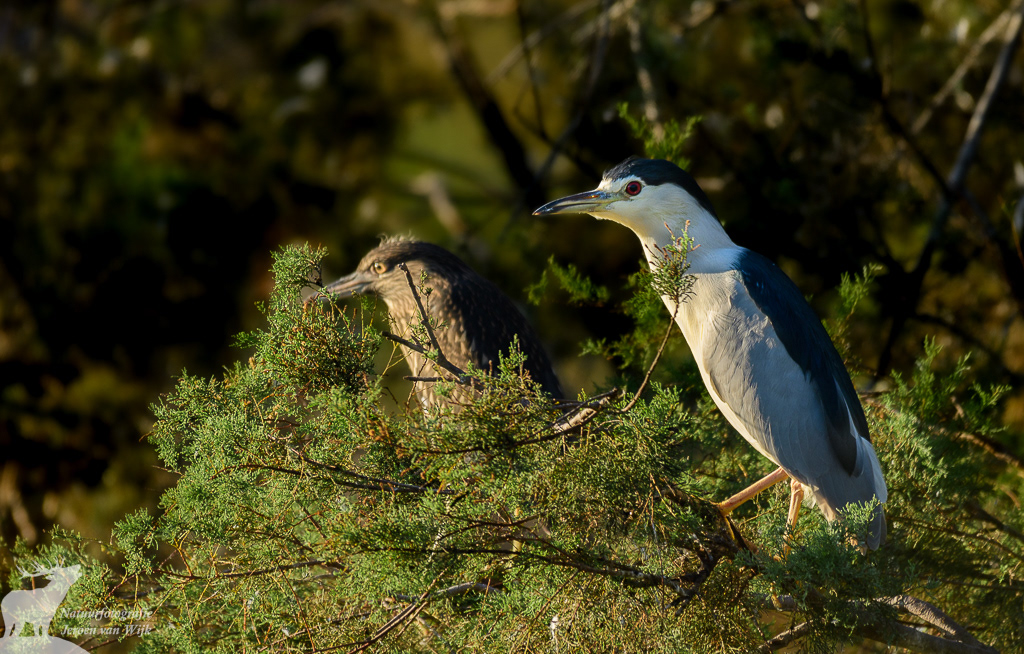 Black-crowned night heron (Nycticorax nycticorax), omgeving Cádiz