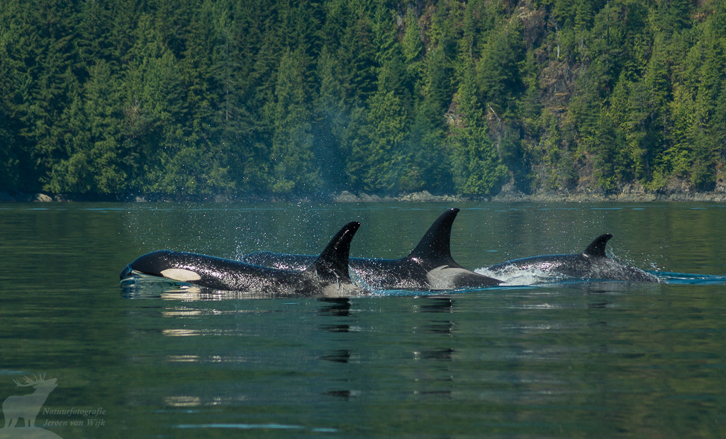 Killer whale (Orcinus orca)
