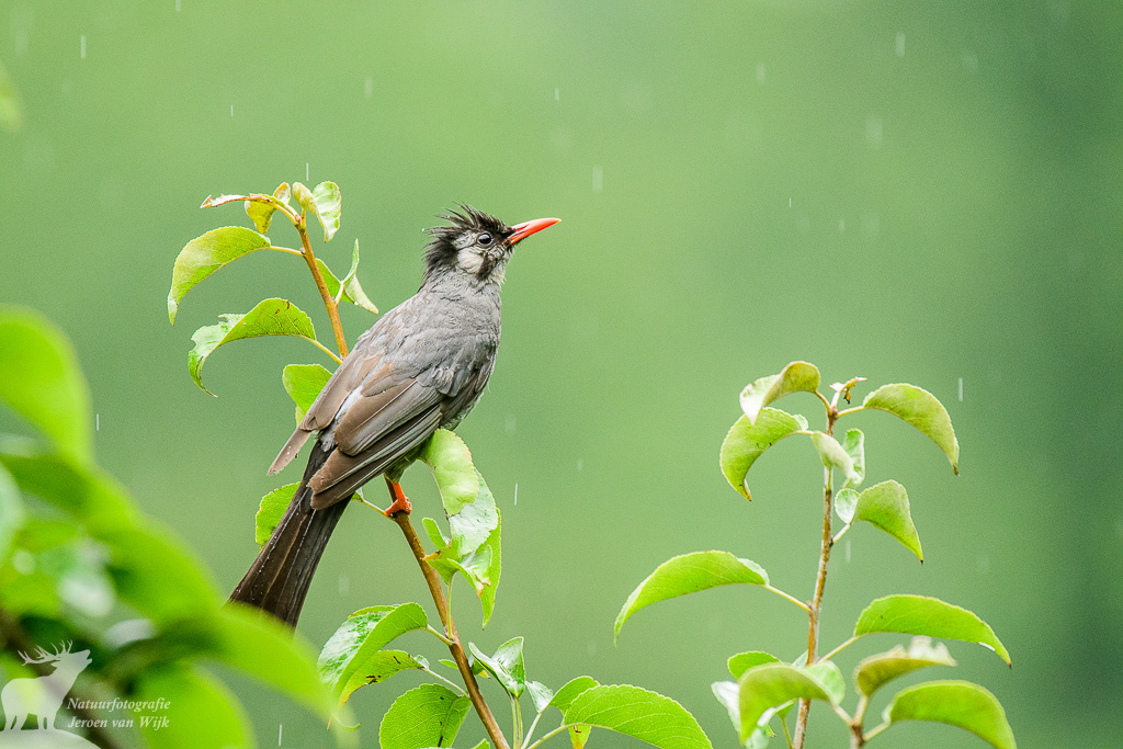 Black bulbul (Hypsipetes leucocephalus)