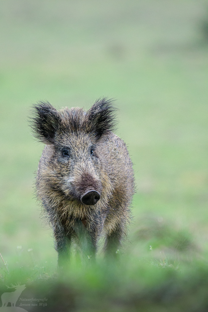 Wild boar (Sus scrofa)