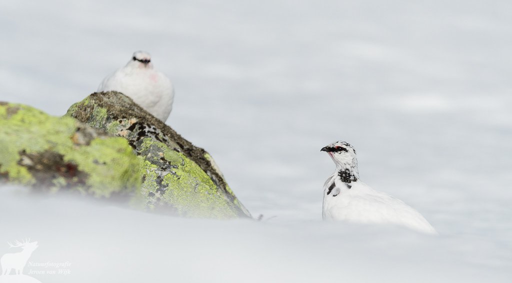 Pair of rock ptarmigan (Lagopus muta)