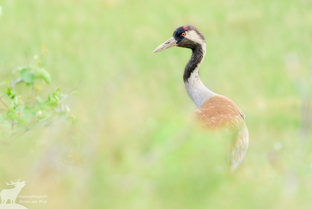 Common crane (Grus grus), Sweden, 2021.