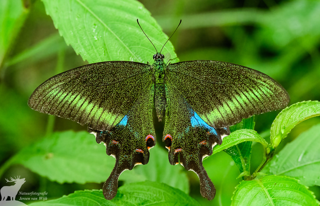 Paris peacock (Papilio paris)