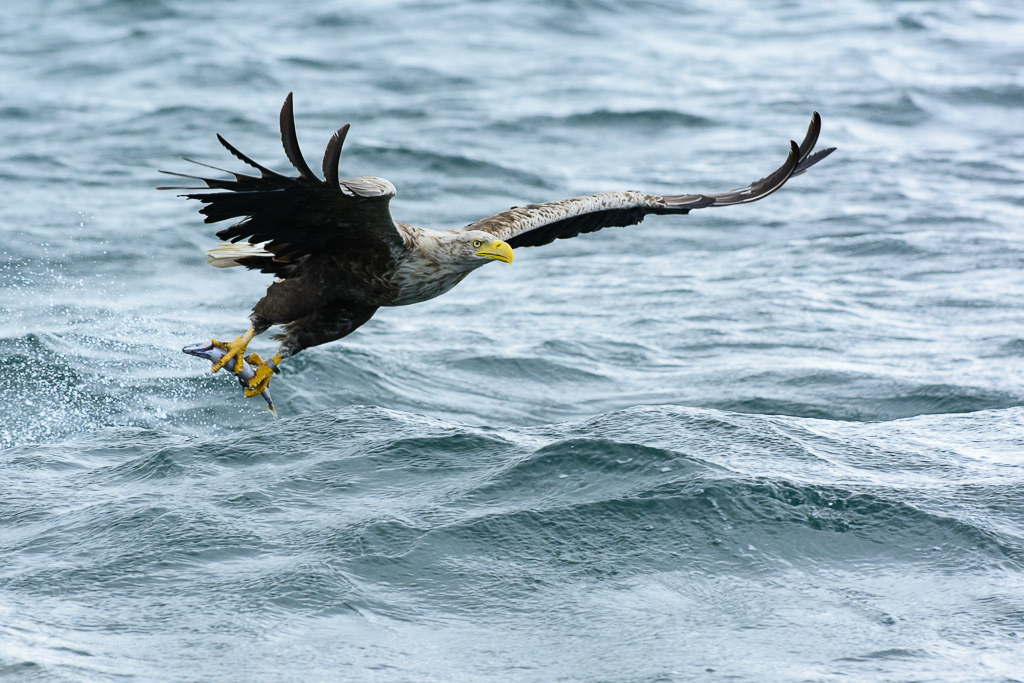 White-tailed eagle (Haliaeetus albicilla)