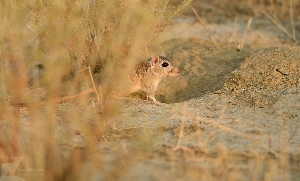 Tristram's jird (Meriones tristrami)