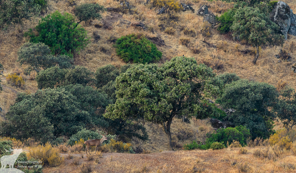 Red deer (Cervus elaphus), Sierra de Andújar