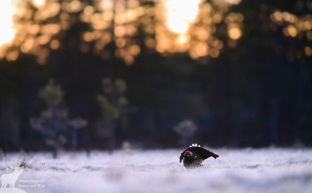 Black grouse (Lyrurus tetrix)