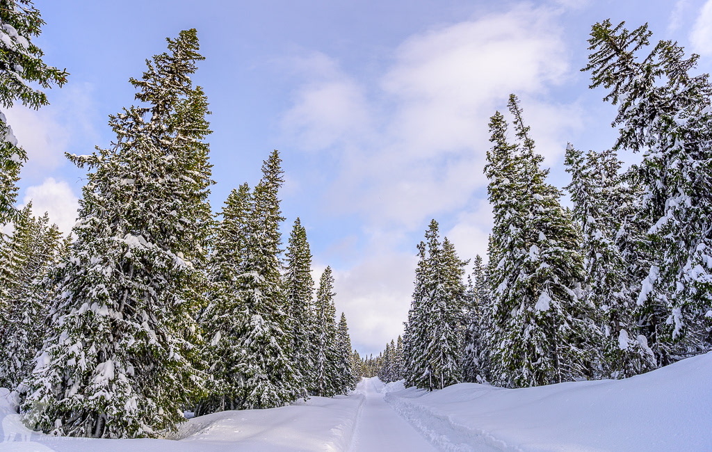 Spruce trees covered in snow