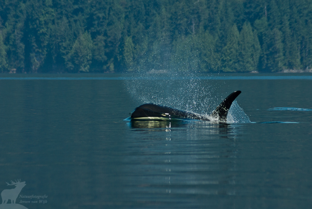 Killer whale (Orcinus orca)