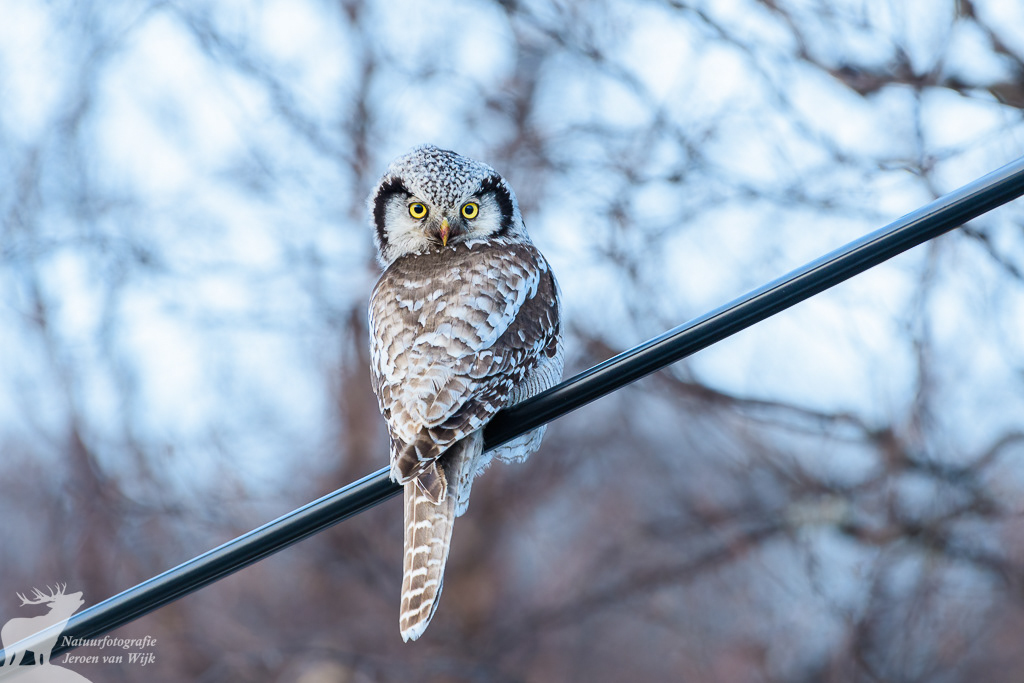 Northern hawk-owl (Surnia ulula)